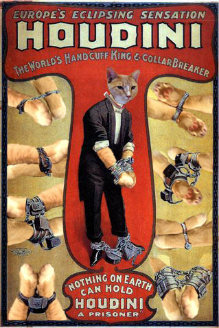 Musico.Houdini.final