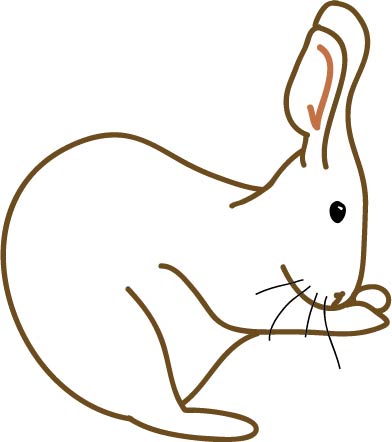 rabbit.illustration