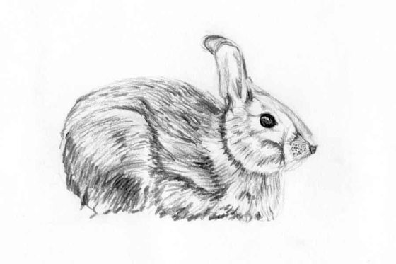 rabbit_sketch005