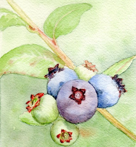 Blueberries