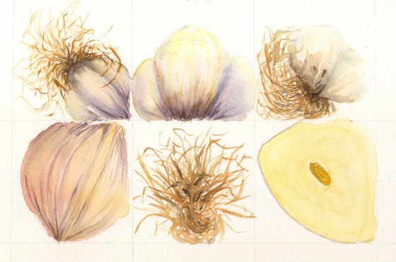 Garlic Study