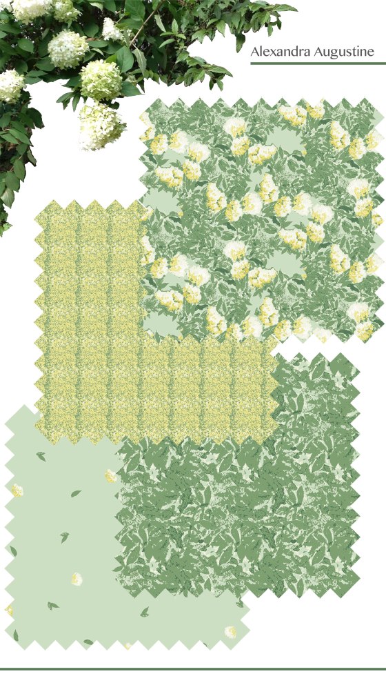 Alexandra Augustine, Hydrangeas